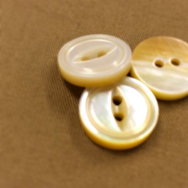 黄蝶貝 別注 猫目 #BUTTON